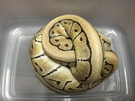 Python regius desert pinstripe - male 1