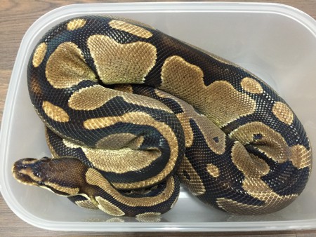 Python regius 100% het piebald - female 3