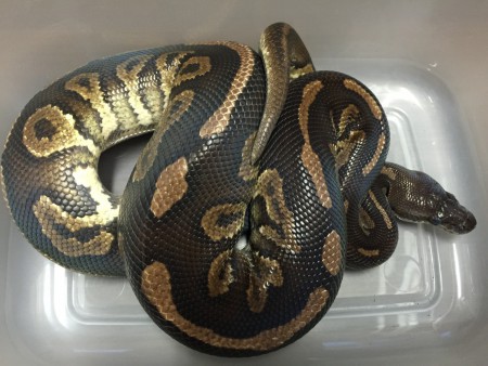 Python regius cinnamon - male 1