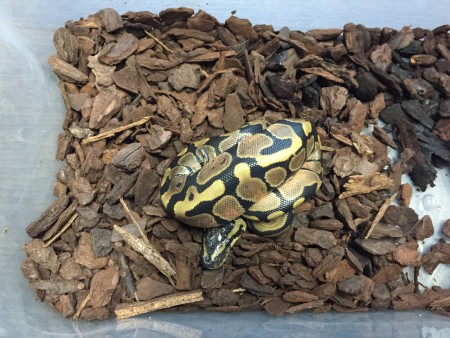 Python regius normal - baby 2015