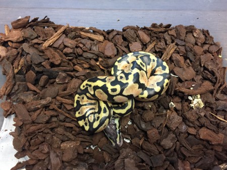 Python regius pastel - baby 2015