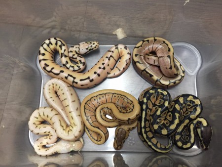 Python regius 02.06.2016