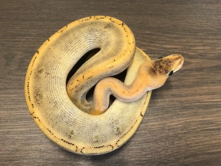 Python regius 12.04.2017